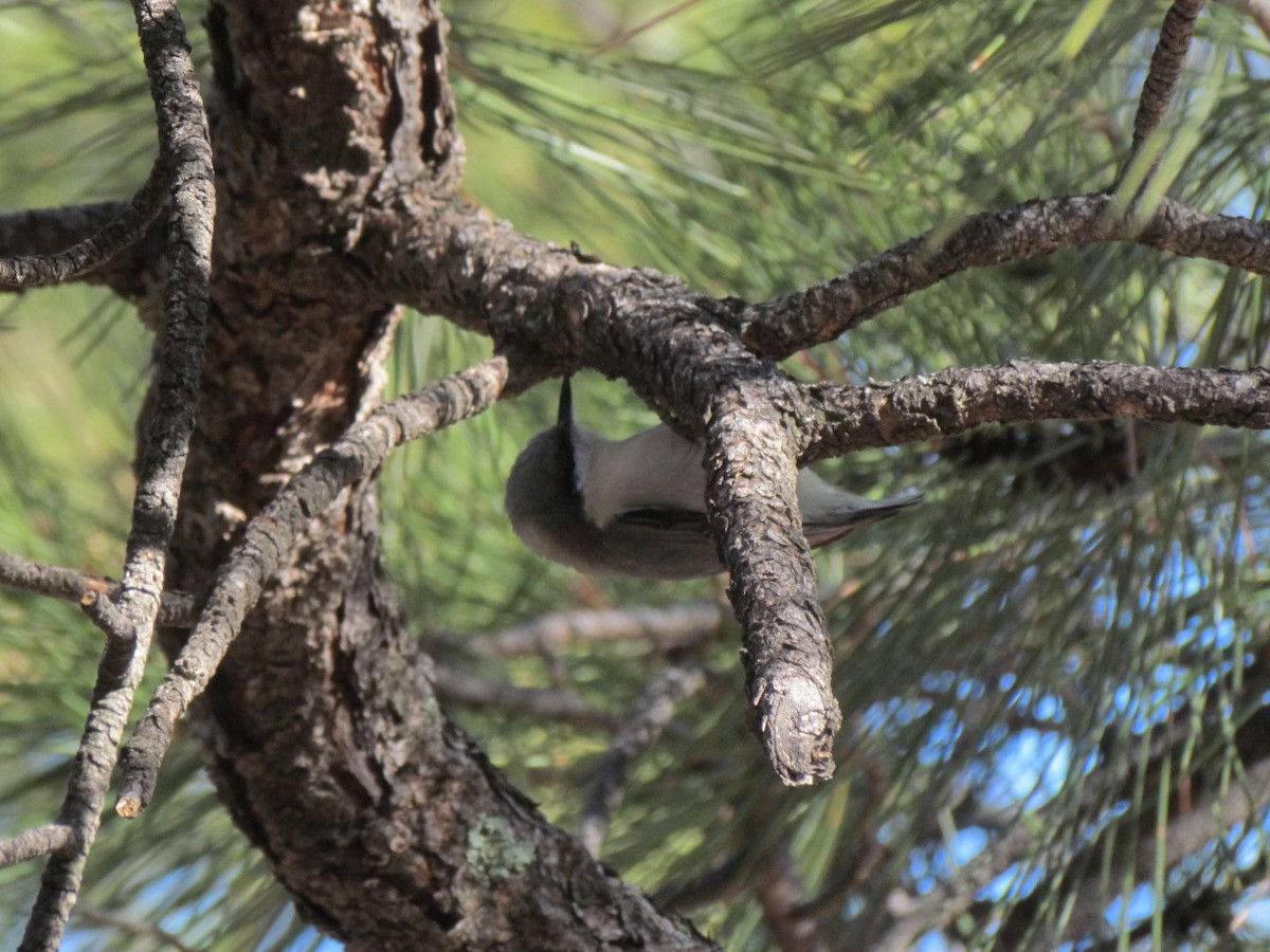 Pygmy Nuthatch - ML196285141