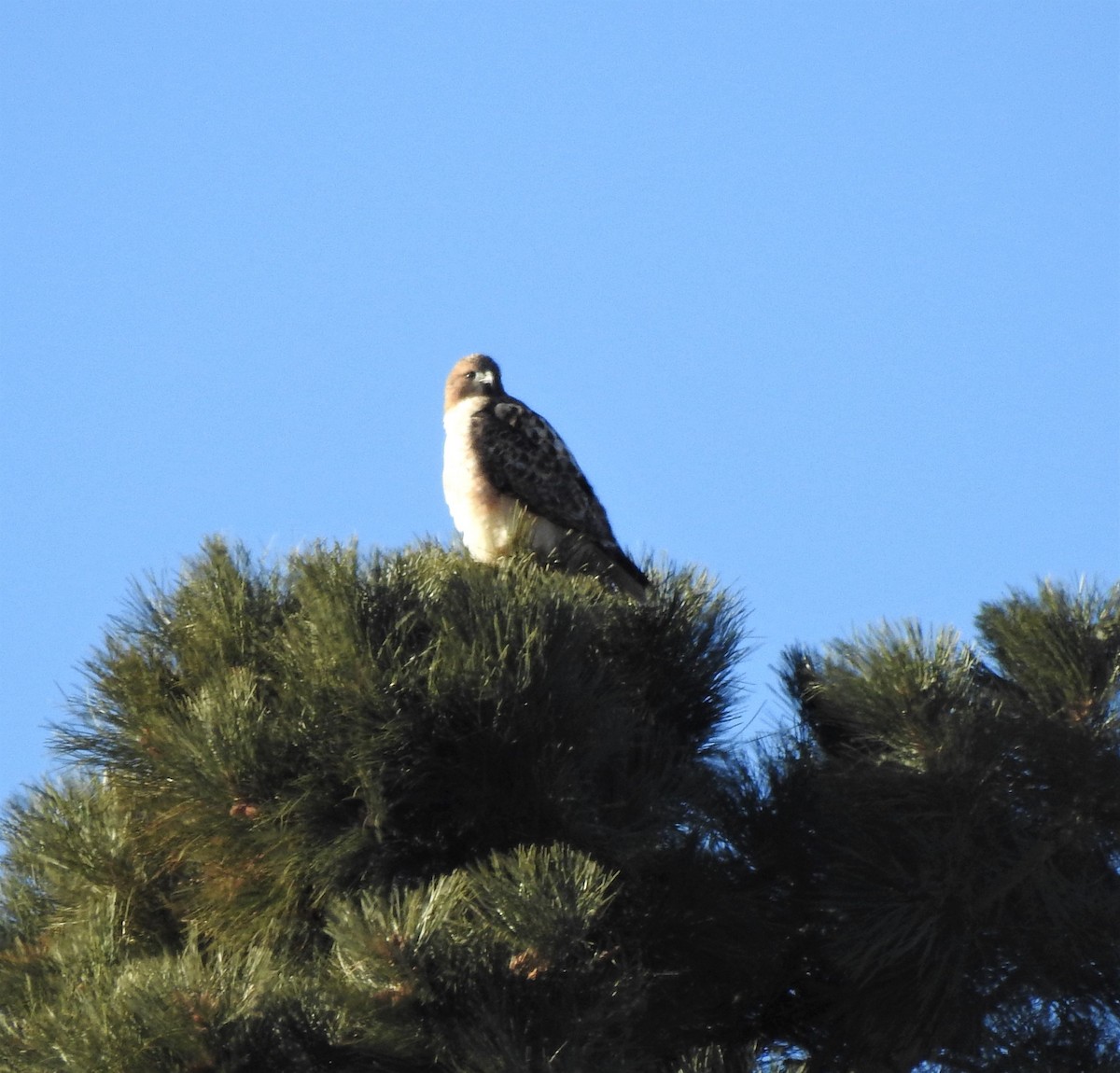 Red-tailed Hawk - ML196285431