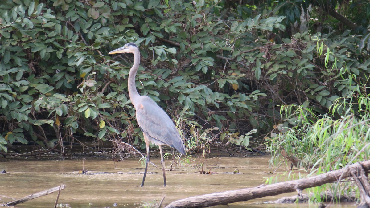 Great Blue Heron - ML196286721