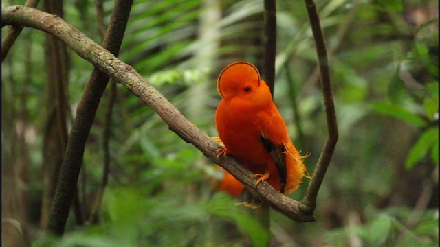 Coq-de-roche orange - ML196287351