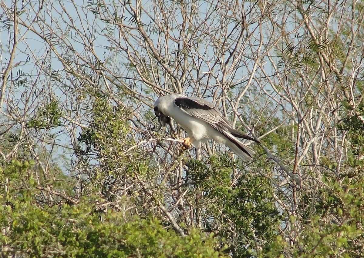 White-tailed Kite - ML196289401