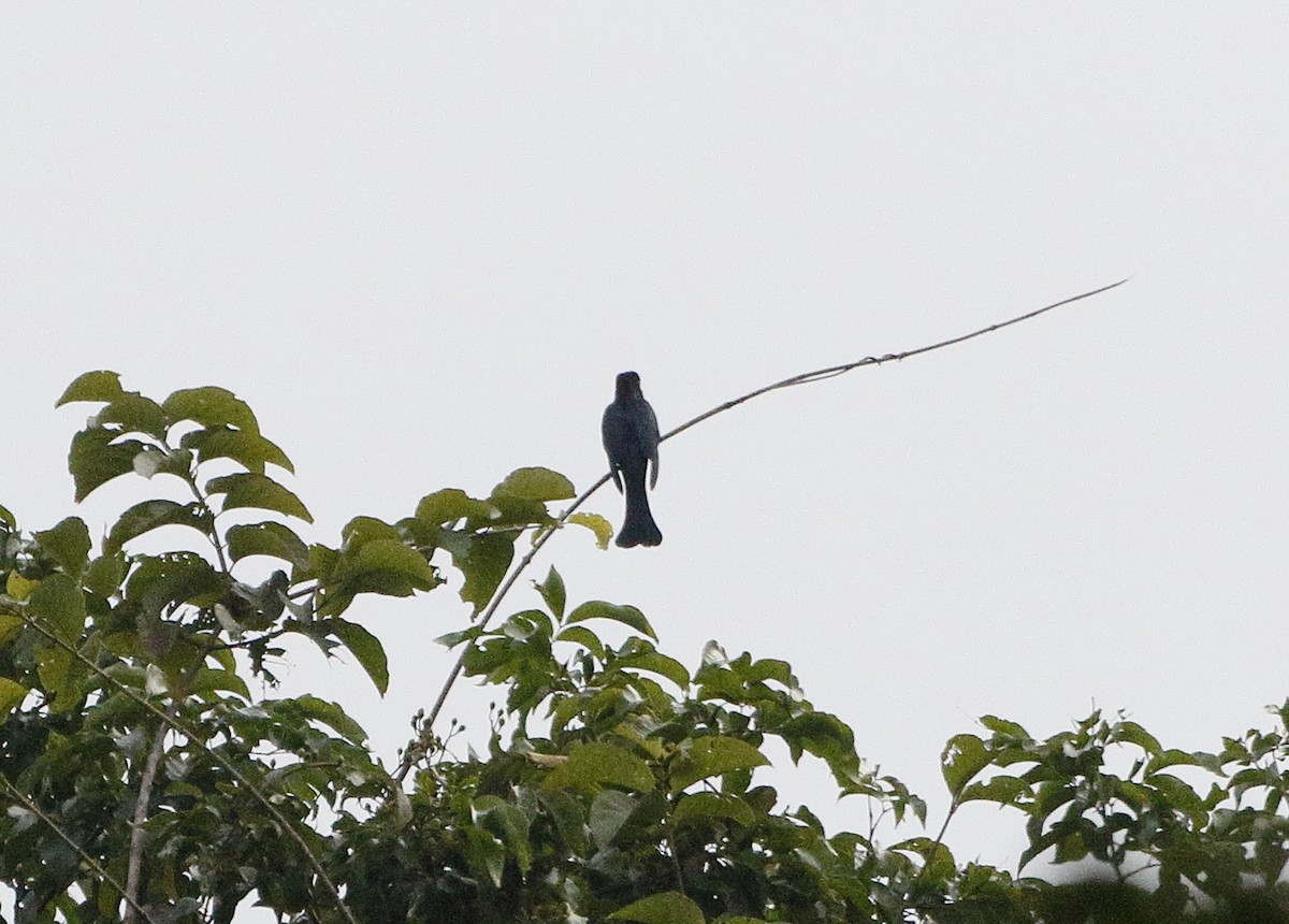 Square-tailed Drongo-Cuckoo - ML196289911