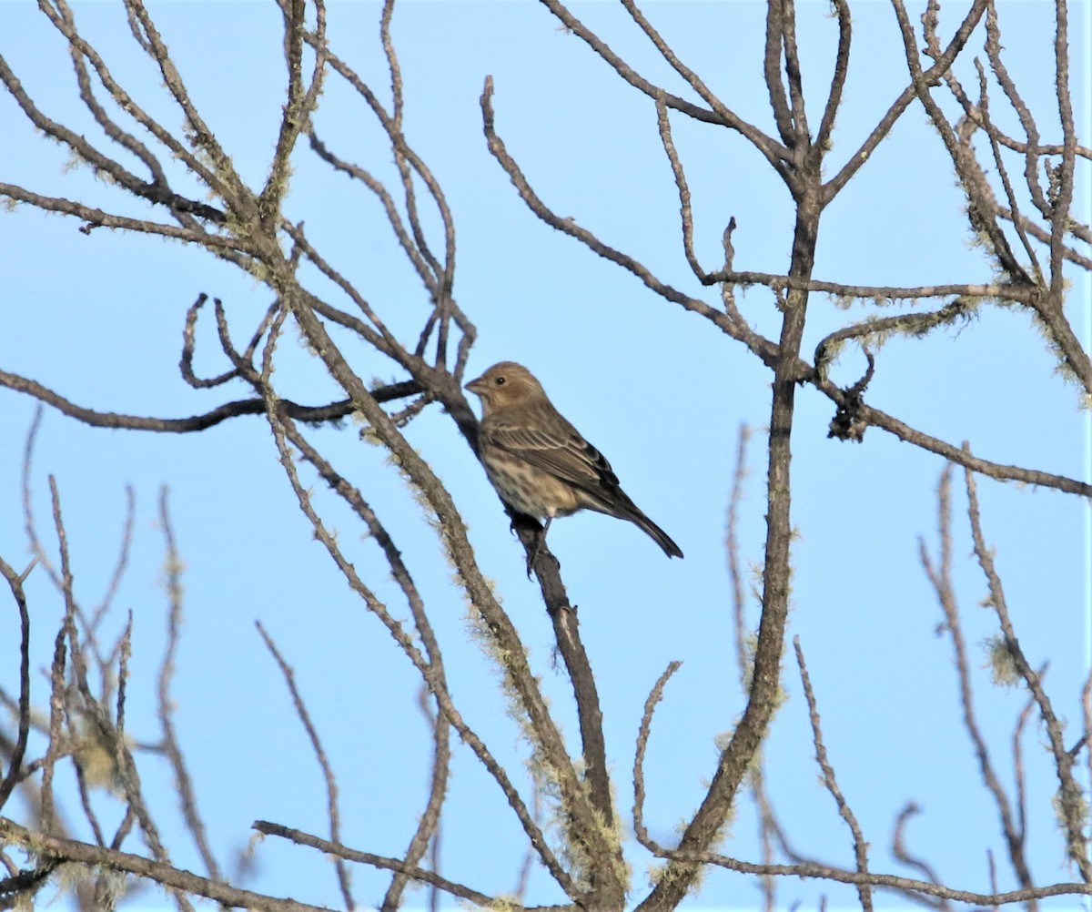 House Finch - ML196290261