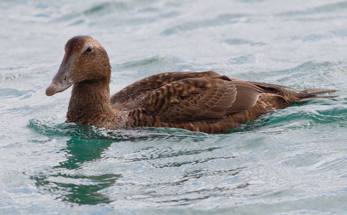 Common Eider - ML196290391