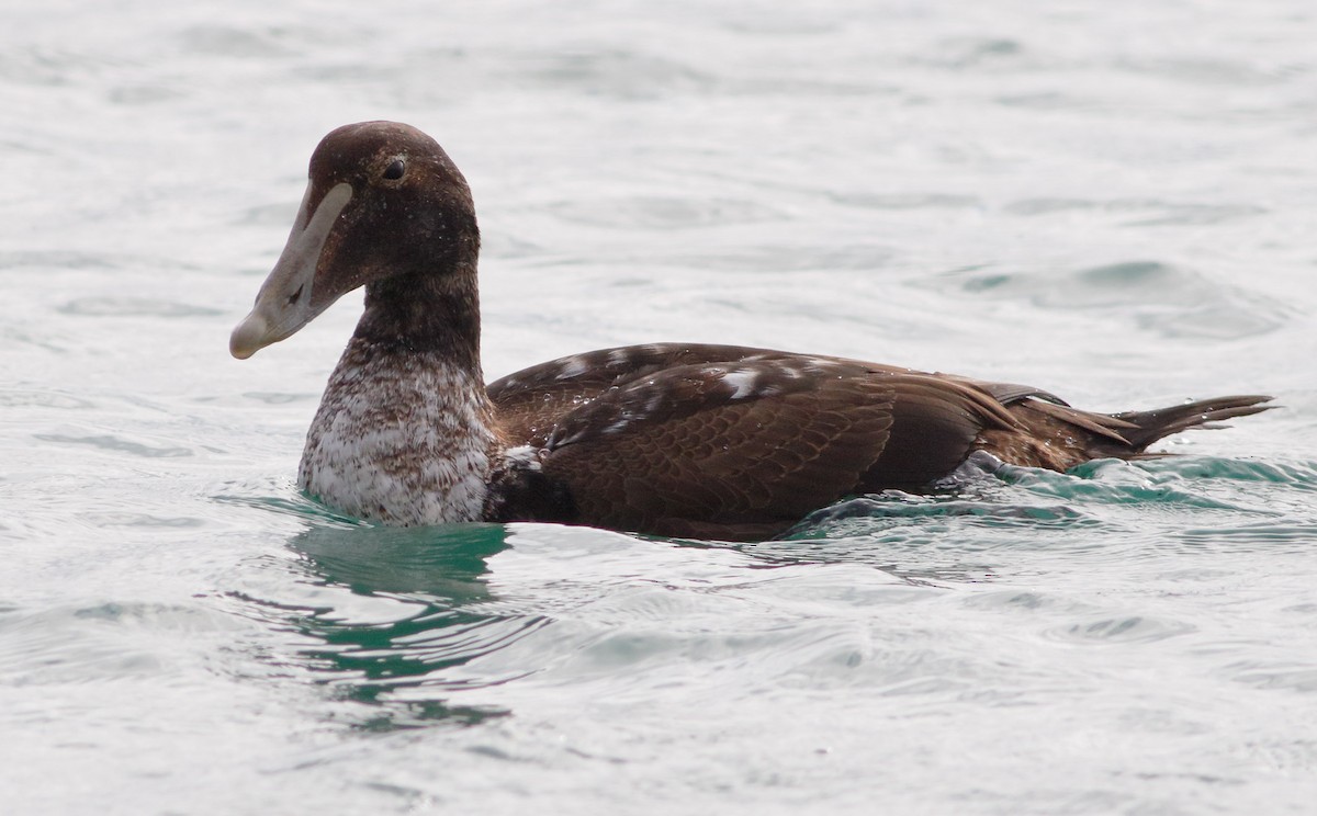 Common Eider - ML196290421