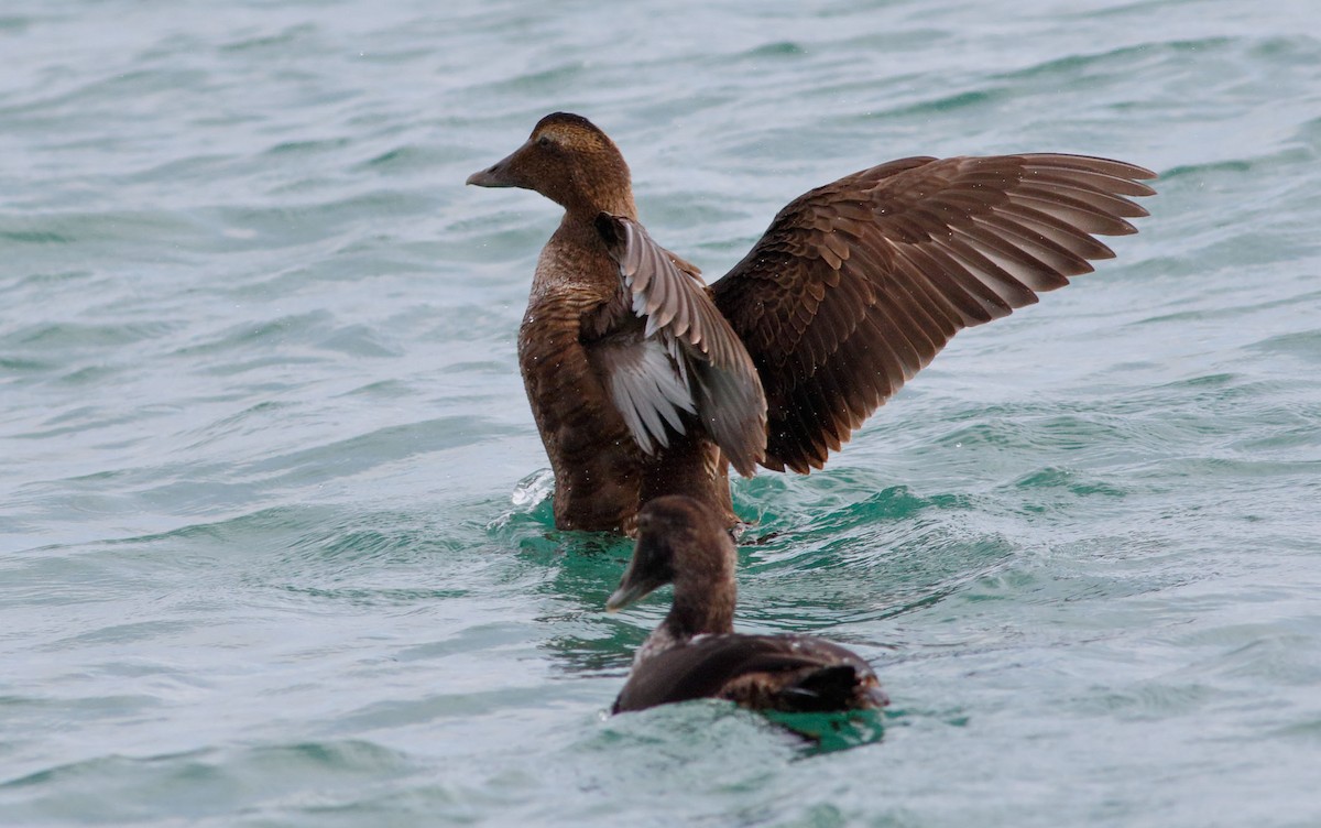 Common Eider - ML196290471