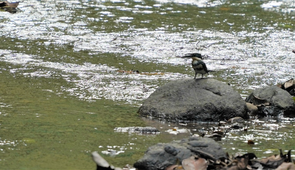 Green Kingfisher - Sunil Thirkannad