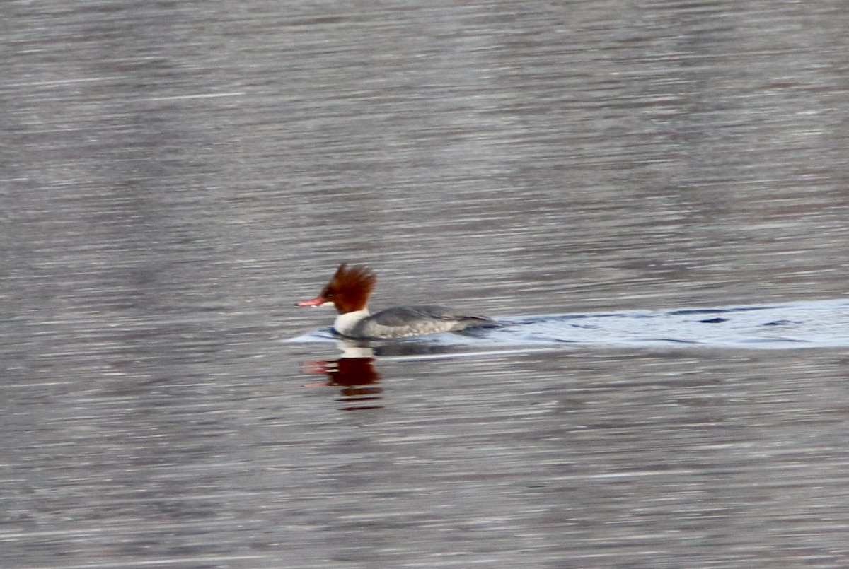 Common Merganser - ML196292631