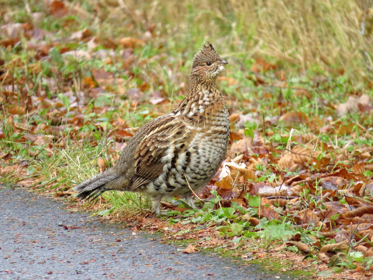 Ruffed Grouse - Patrice Franche