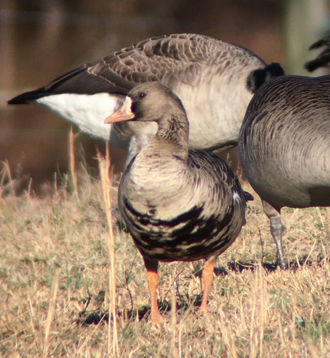 Greater White-fronted Goose - ML196296291