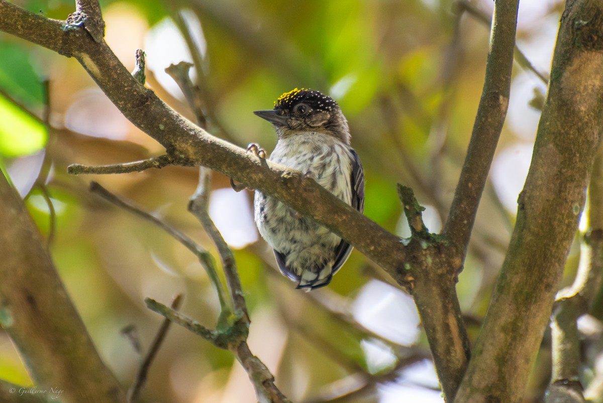 Grayish Piculet - Guillermo NAGY Aramacao Tours