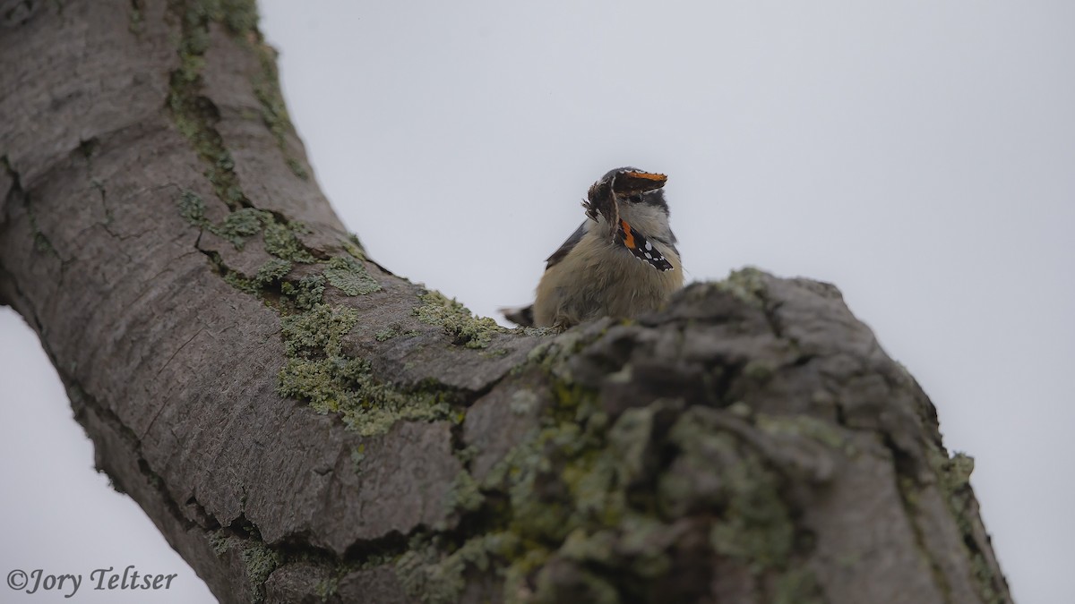 Red-breasted Nuthatch - Jory Teltser