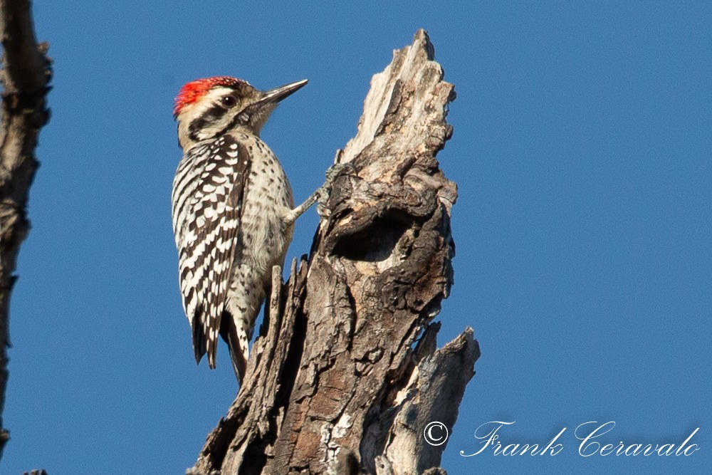 Ladder-backed Woodpecker - ML196302821