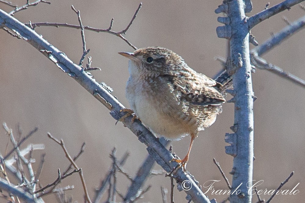 Sedge Wren - ML196302911