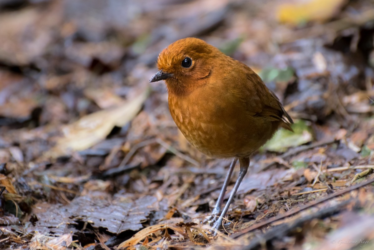 Chami Antpitta - Guillermo NAGY Aramacao Tours
