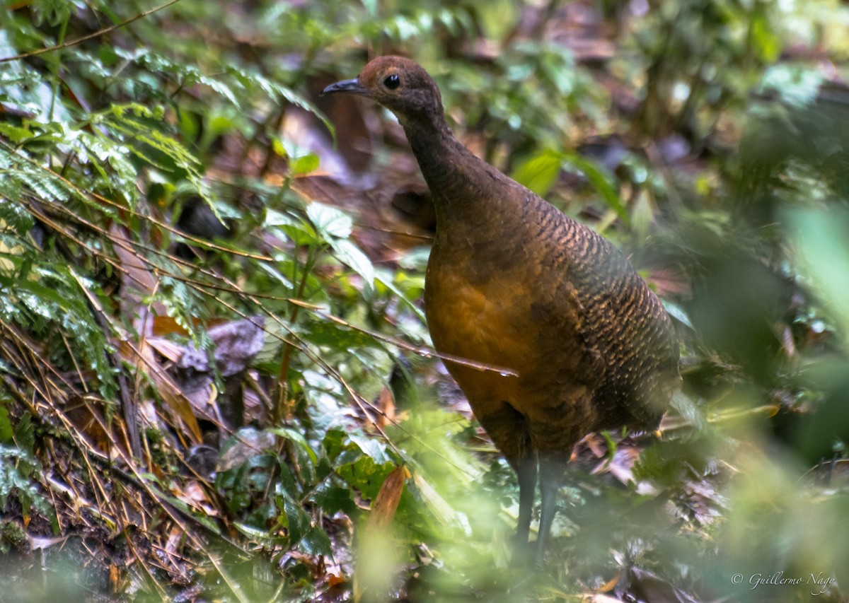 Tawny-breasted Tinamou - ML196303371