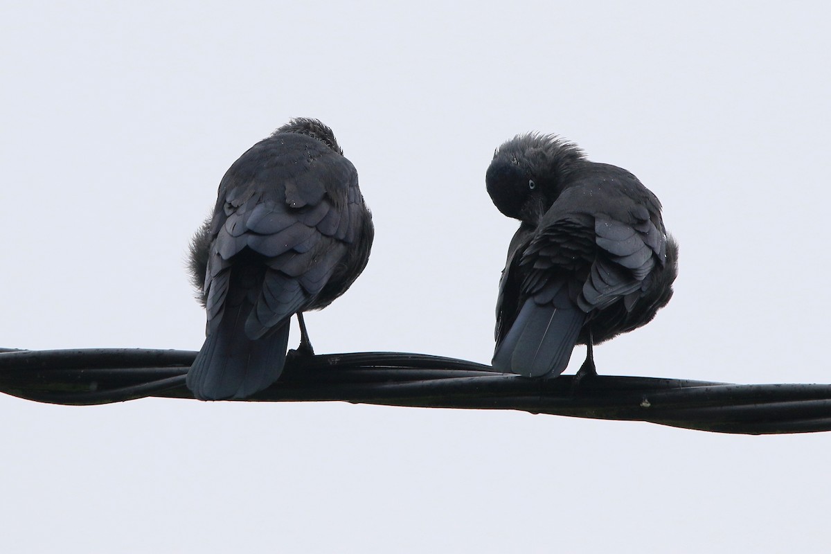 Eurasian Jackdaw - John King