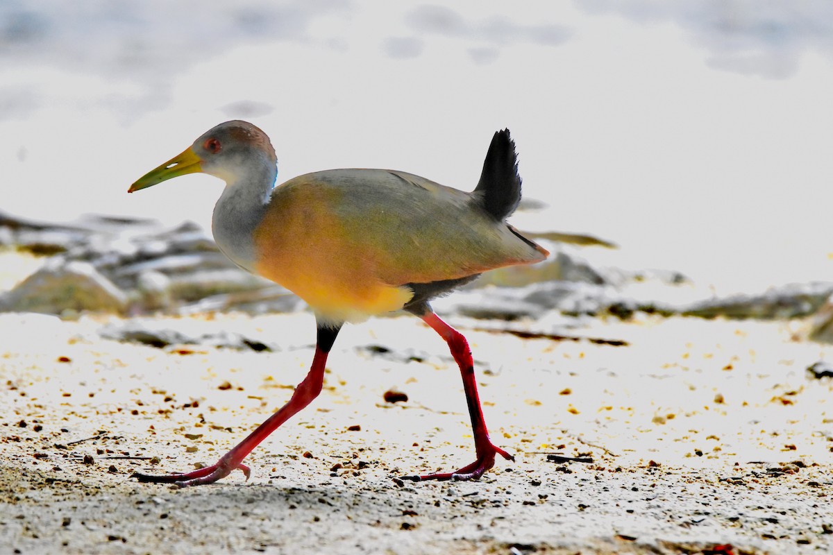 Russet-naped Wood-Rail - ML196303911