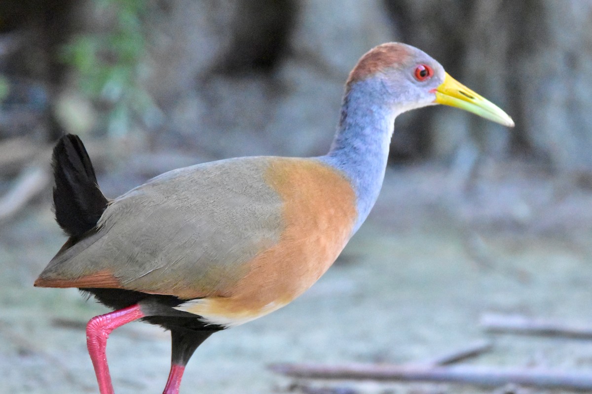 Russet-naped Wood-Rail - ML196304091