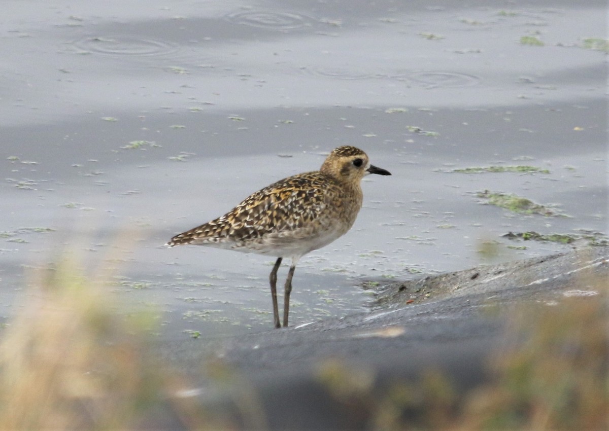 Pacific Golden-Plover - Ann Vaughan