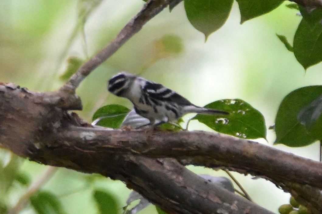 Paruline noir et blanc - ML196306821