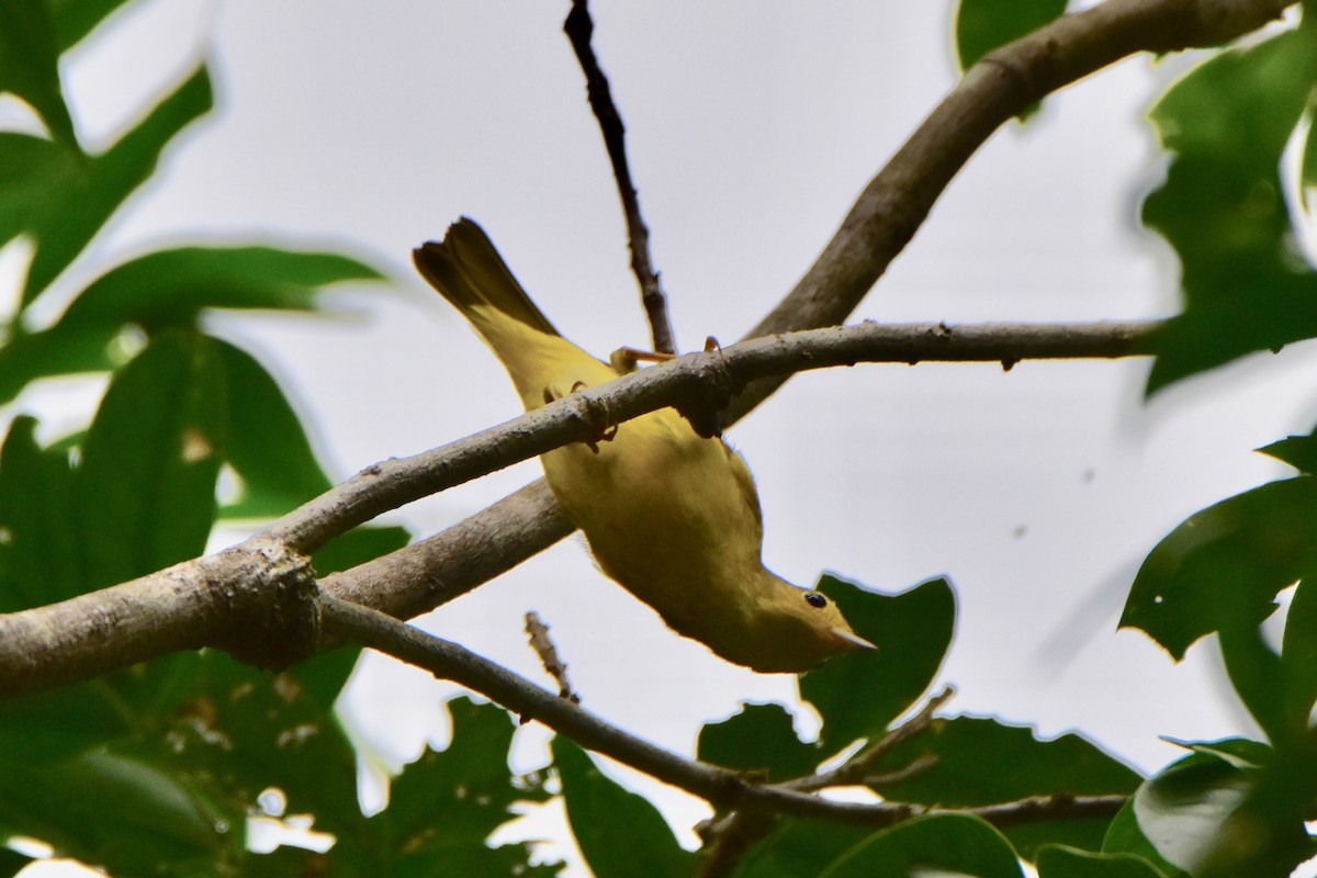 Yellow Warbler (Northern) - Connor Cochrane