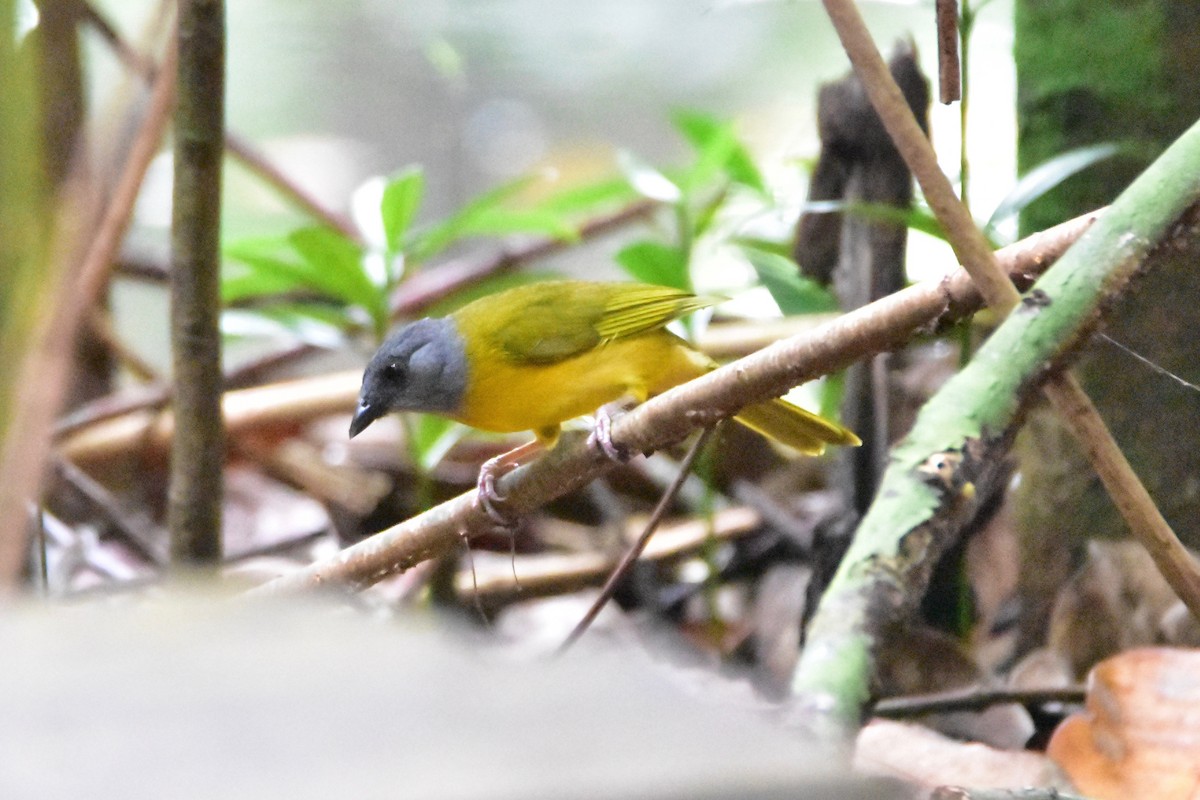 Gray-headed Tanager - Connor Cochrane