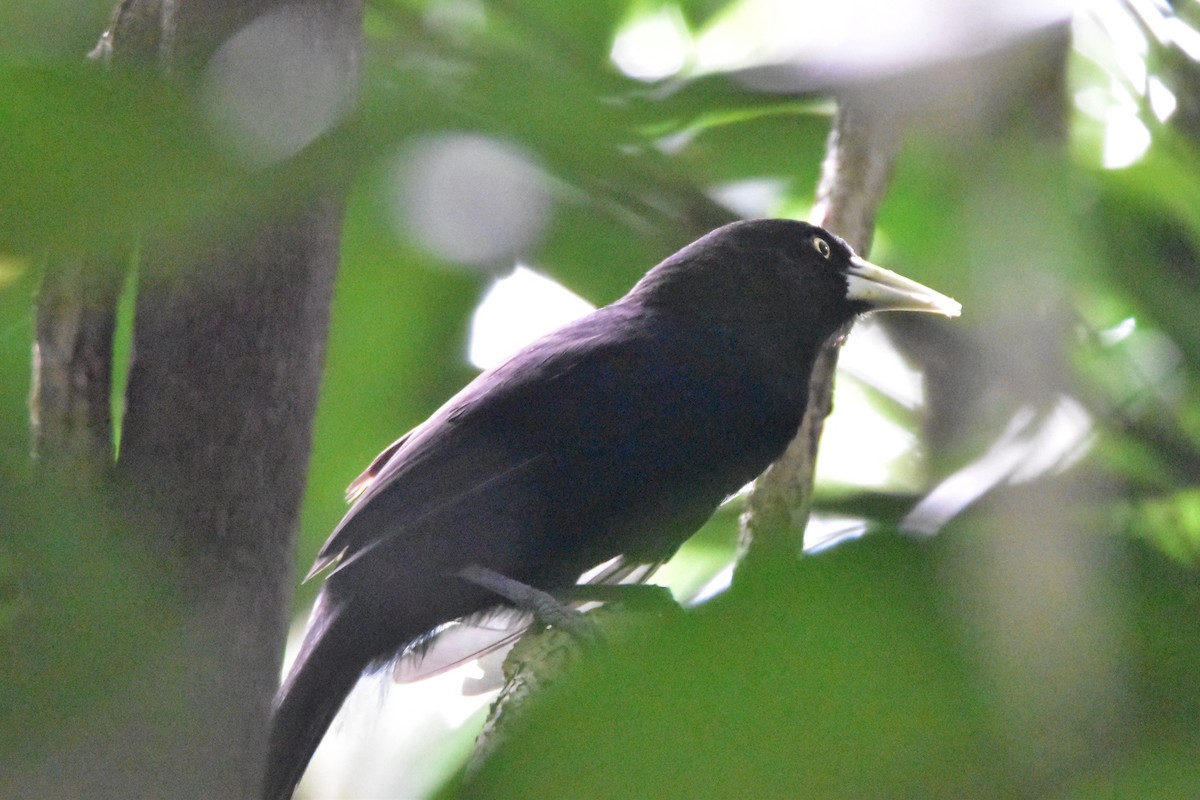 Sarı Gagalı Kasik (holosericeus/flavirostris) - ML196307291