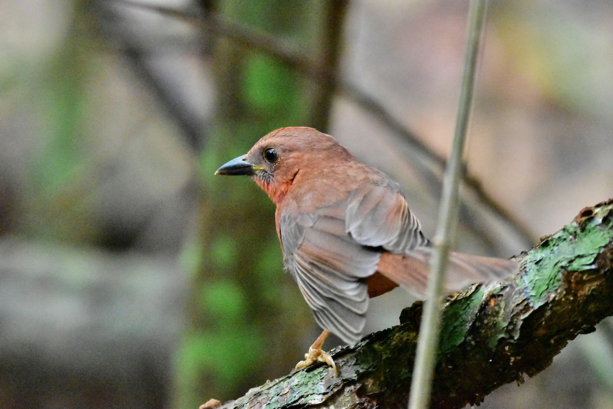 Red-throated Ant-Tanager (Salvin's) - ML196307481