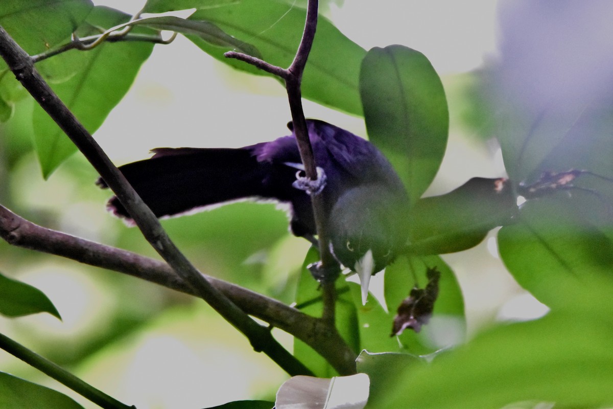 Yellow-billed Cacique (Prevost's) - ML196307491