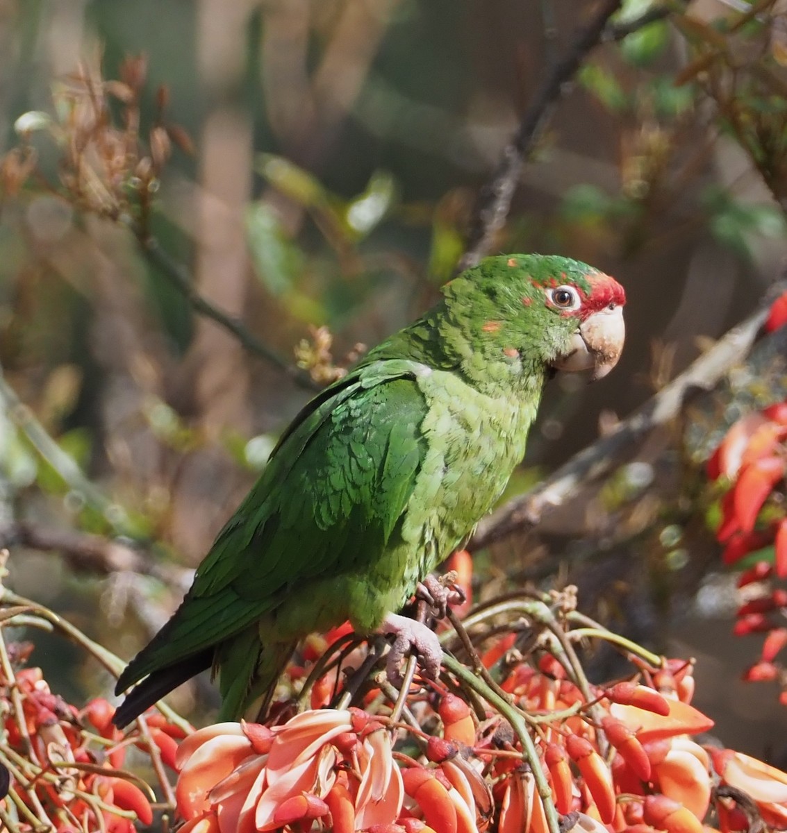 Mitred Parakeet - John Anderson