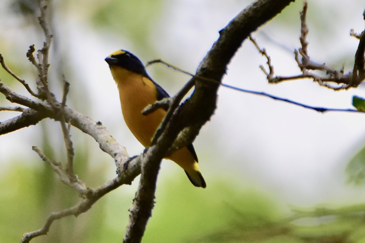 Yellow-throated Euphonia - ML196309171