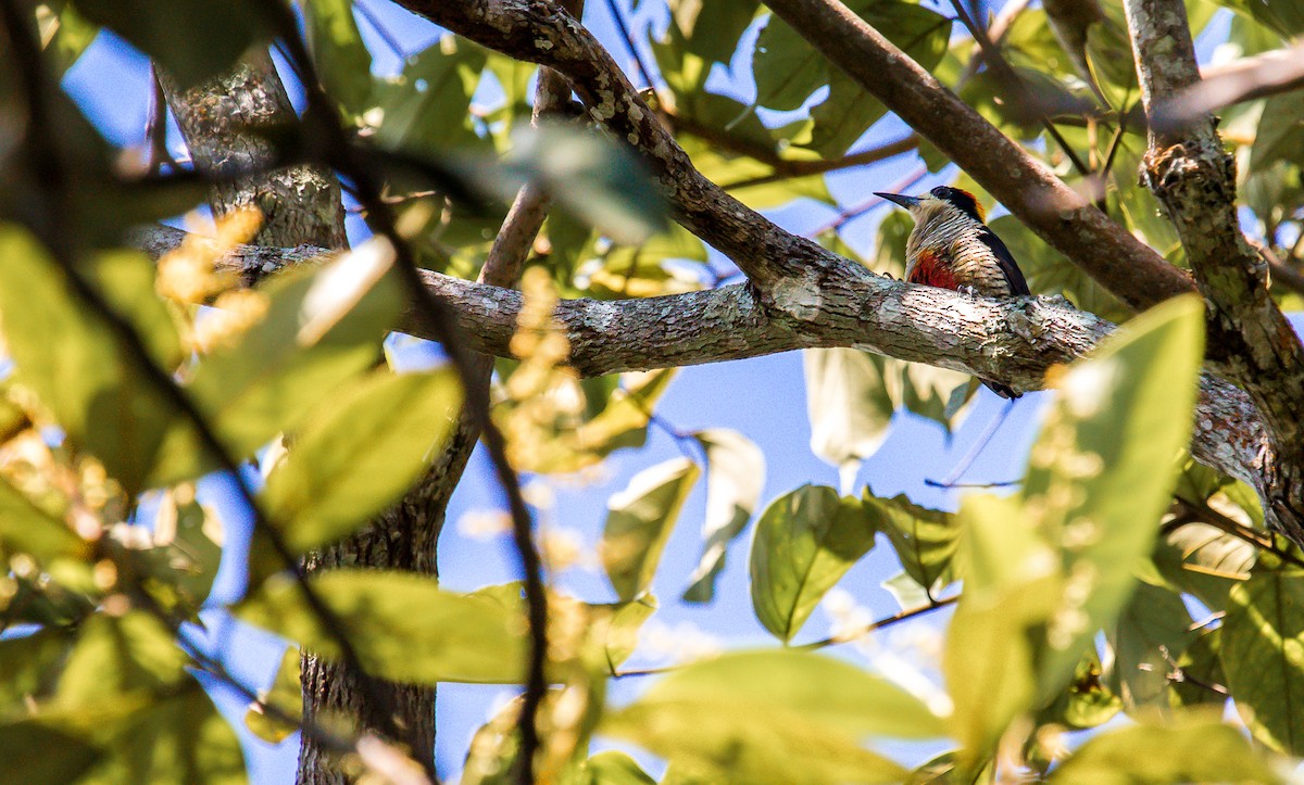 Beautiful Woodpecker - David Monroy Rengifo