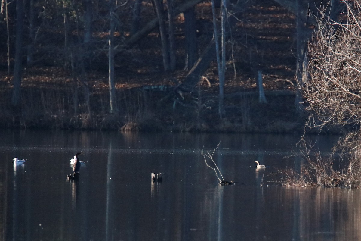 Double-crested Cormorant - ML196310821