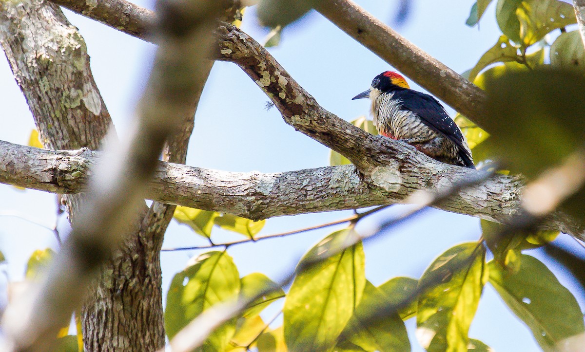 Beautiful Woodpecker - ML196312331