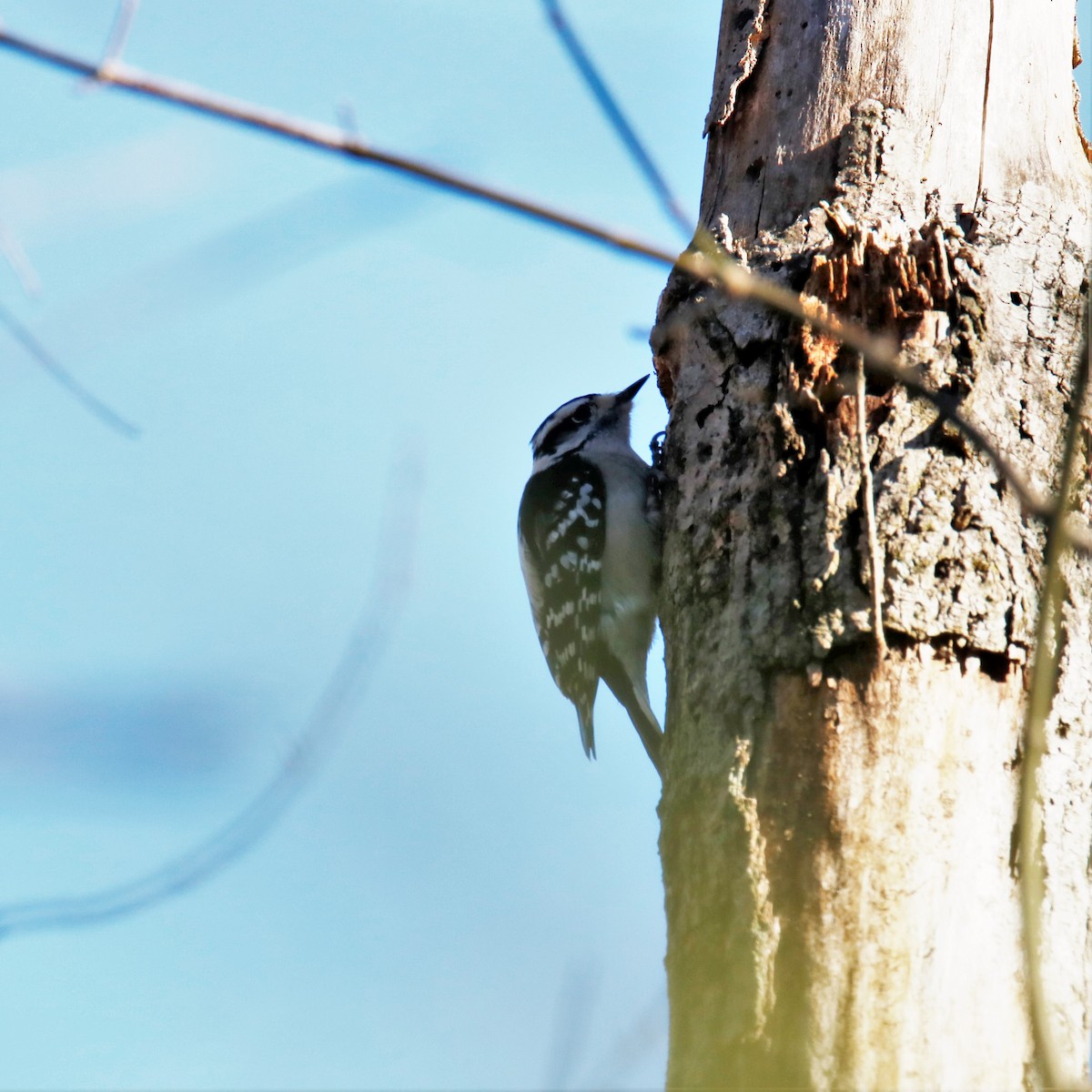 Downy Woodpecker - ML196313061