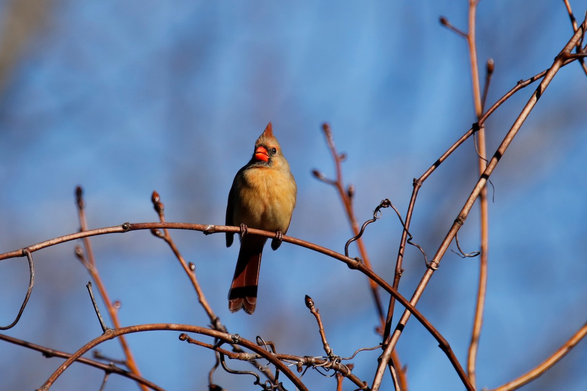 Northern Cardinal - ML196313251