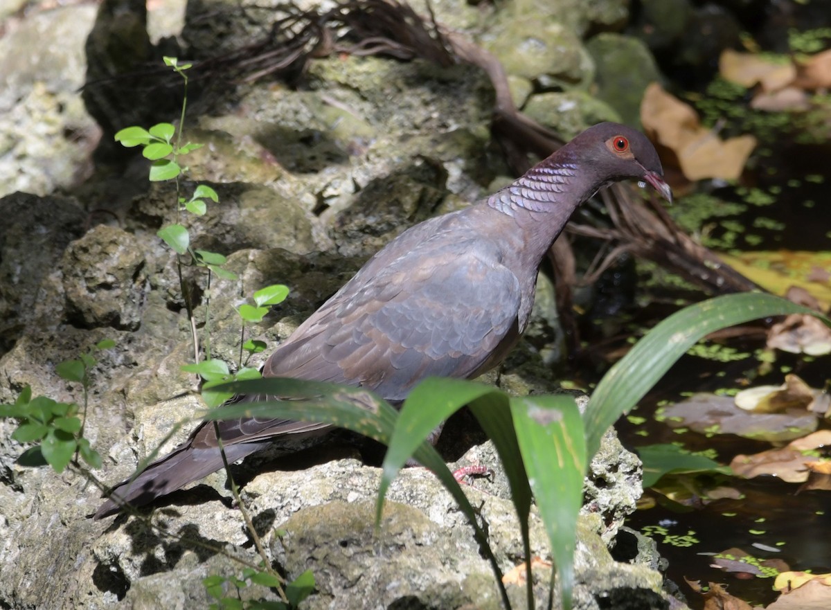 Scaly-naped Pigeon - ML196313261