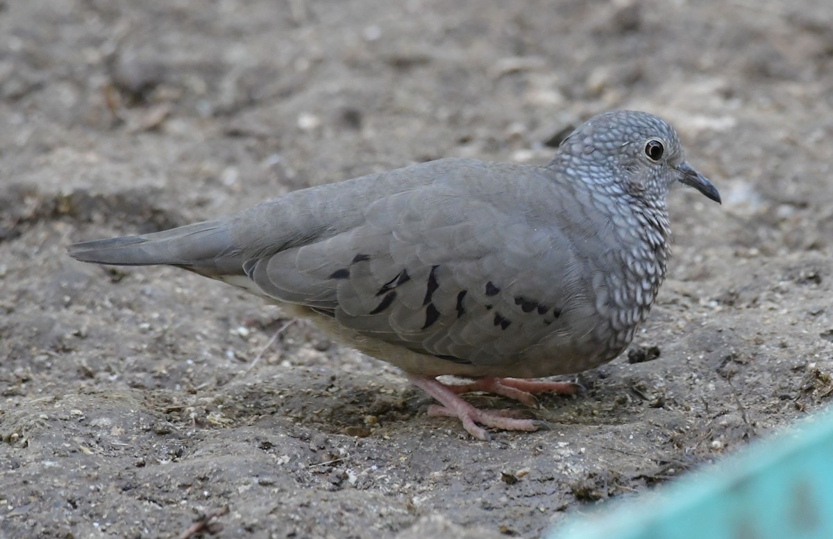 Common Ground Dove - ML196313381