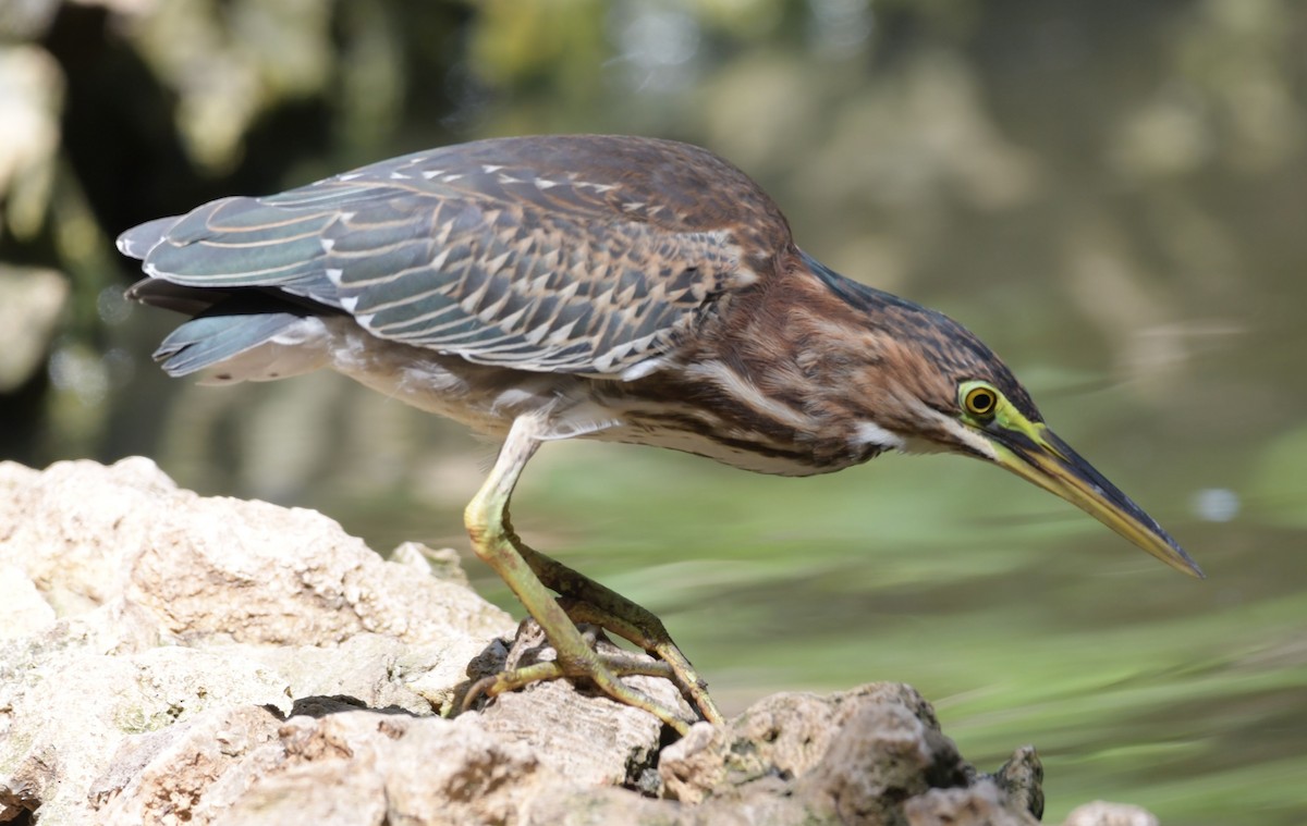 Green Heron - ML196313461