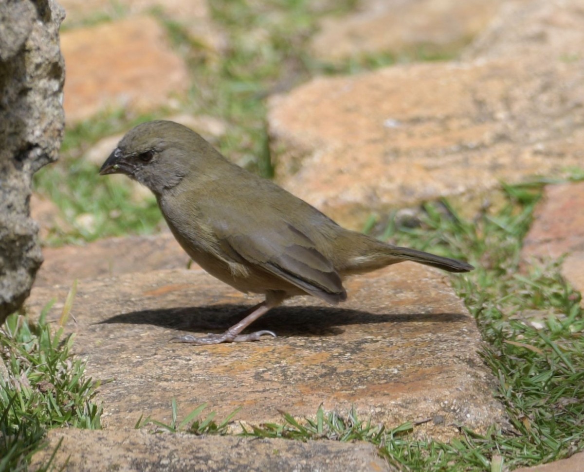 Black-faced Grassquit - ML196313521