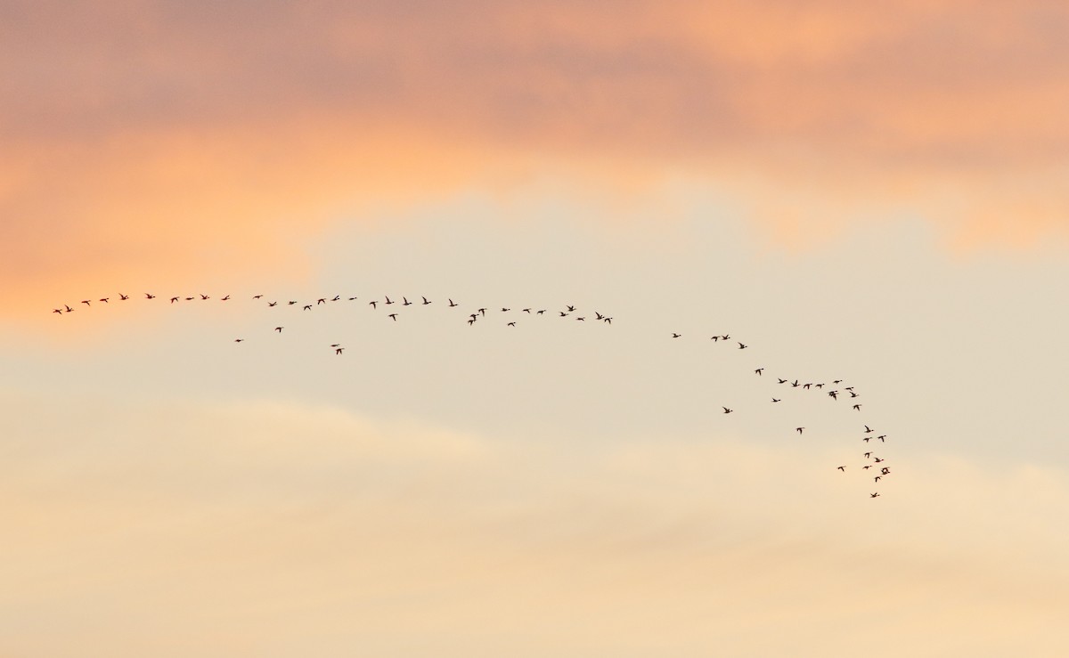 Northern Pintail - ML196314971
