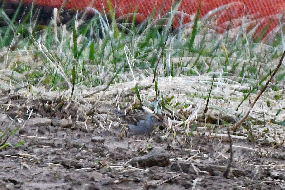 Chipping Sparrow - Brian Henderson