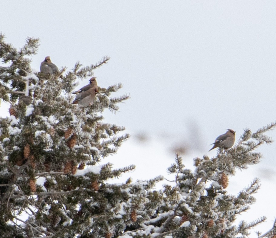 Bohemian Waxwing - ML196317721