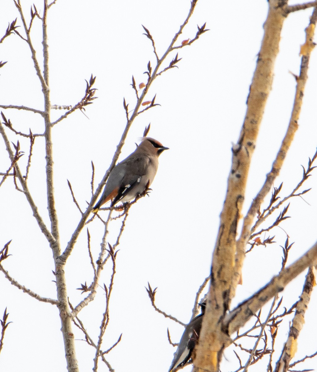 Bohemian Waxwing - ML196317731