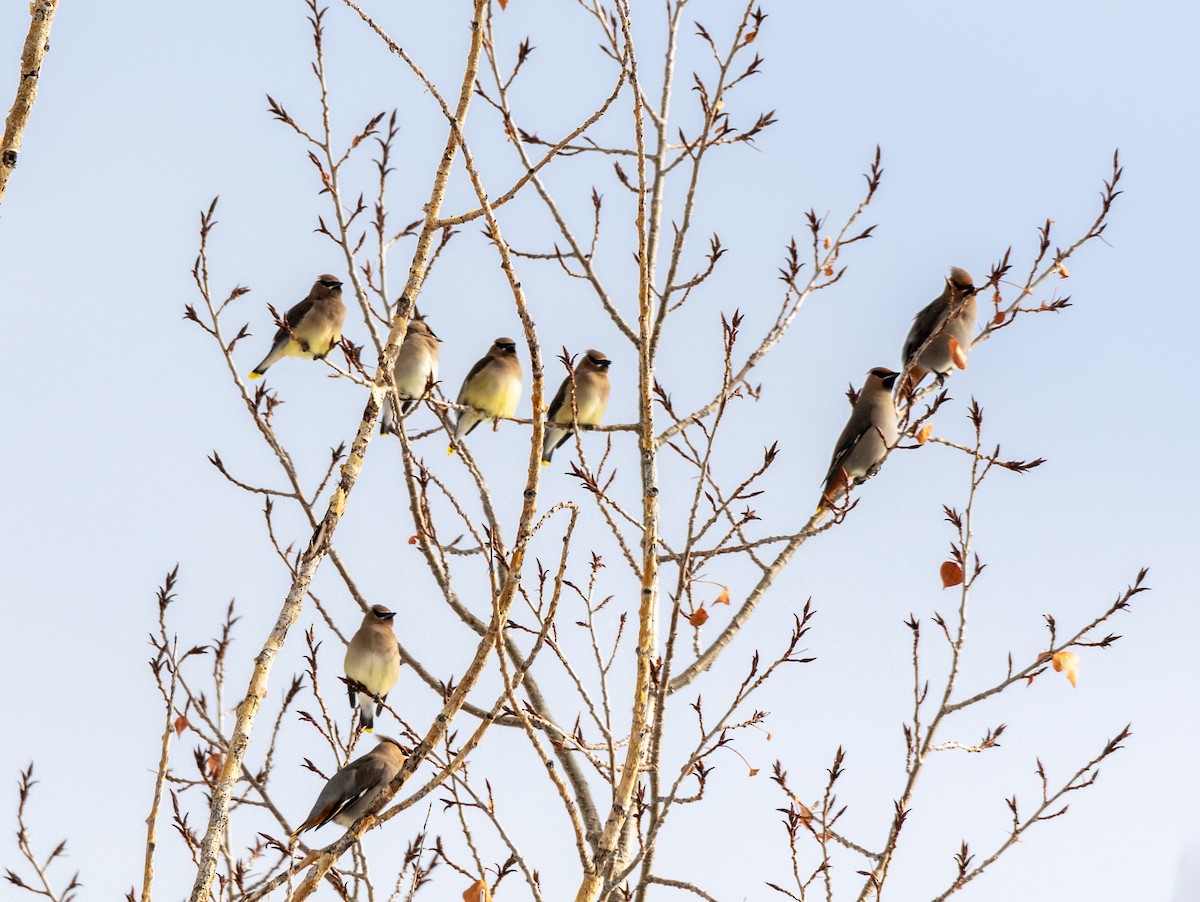 Bohemian Waxwing - ML196317741