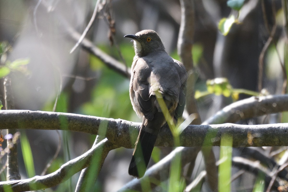 Curve-billed Thrasher - ML196318511