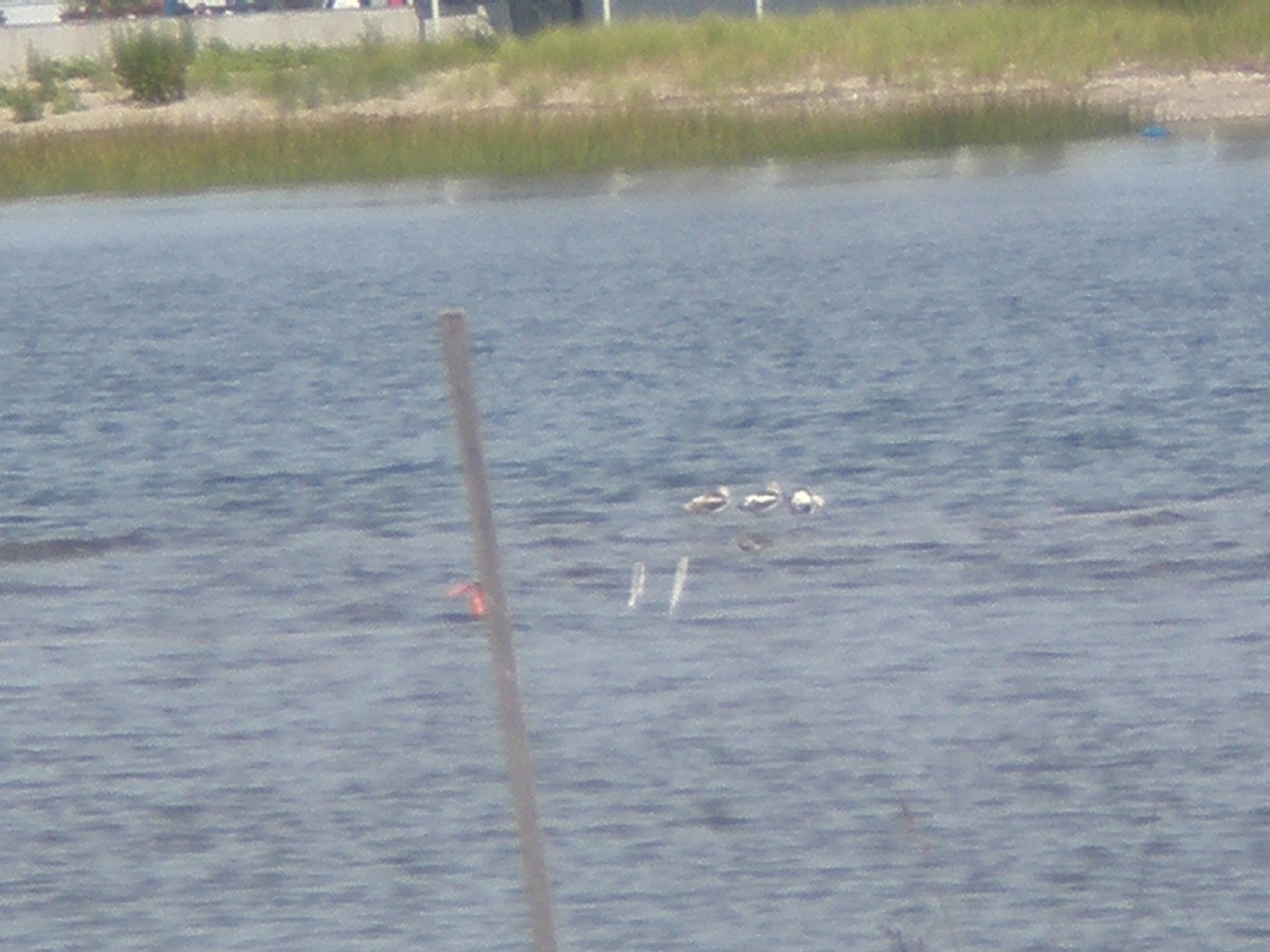 American Avocet - ML196320921