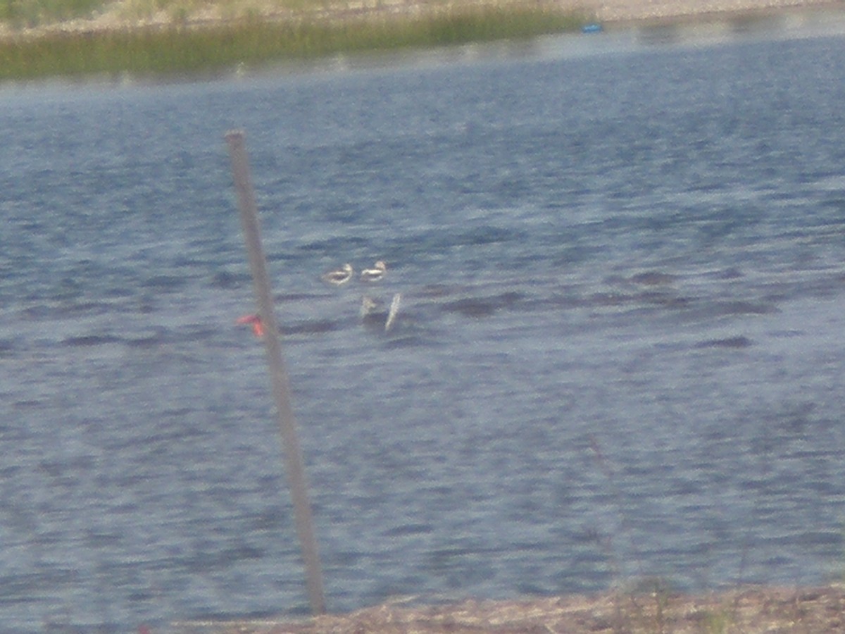 Avoceta Americana - ML196320941