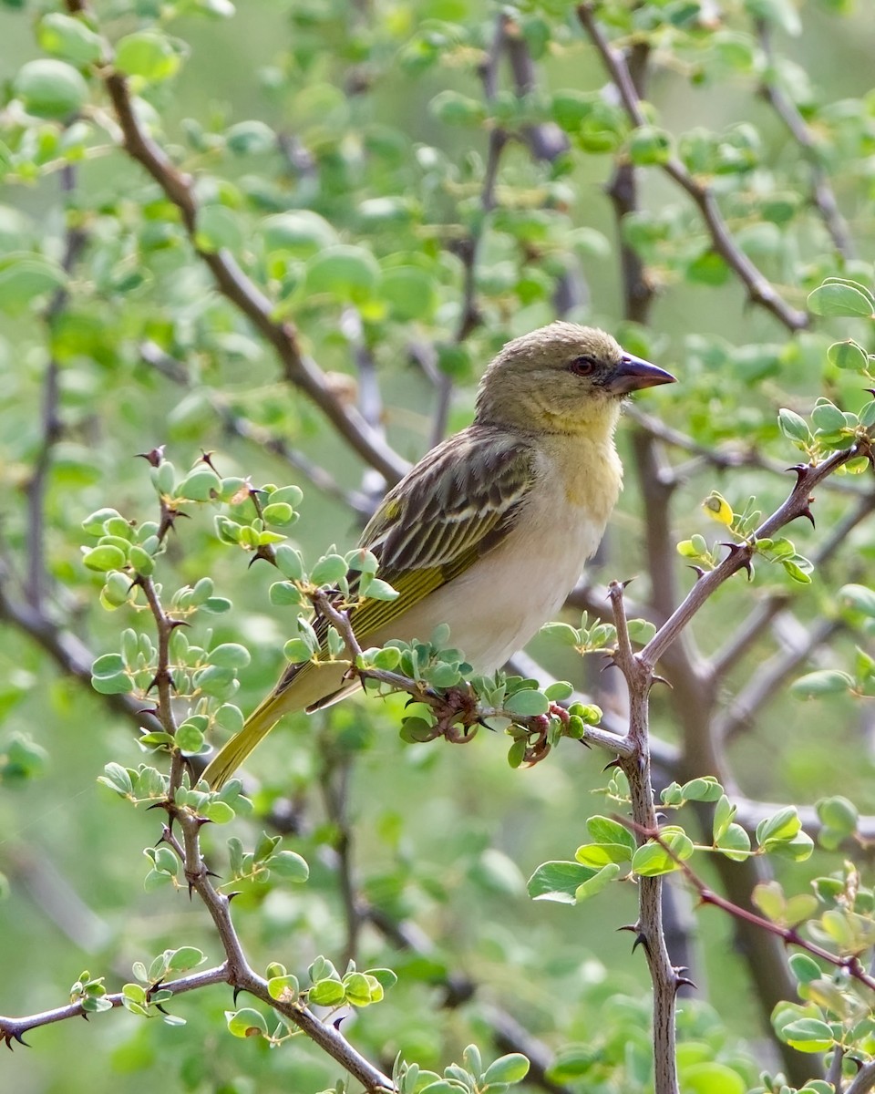 Vitelline Masked-Weaver - Peder Svingen